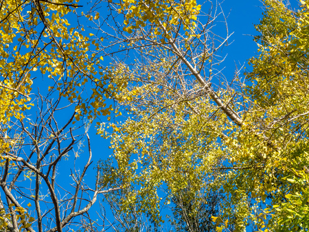 Green leaves on tree under sunlight blue skyの写真素材