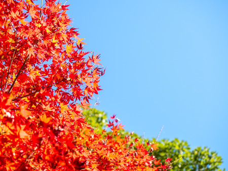 Red maple leaves in autumn in park in Japan, selective focus on one leafの写真素材
