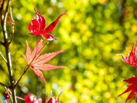 Red maple leaves in autumn in park in Japan, selective focus on one leafの写真素材