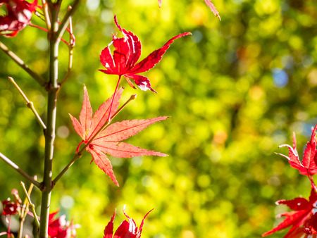 Red maple leaves in autumn in park in Japan, selective focus on one leafの写真素材