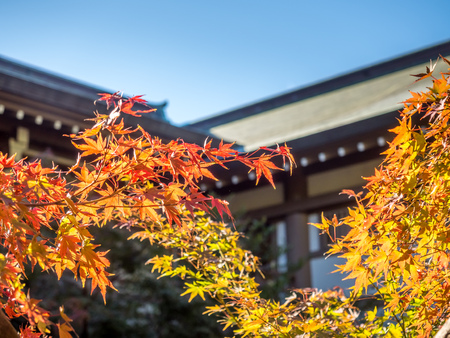 Red maple leaves in autumn in park in Japan, selective focus on one leaf