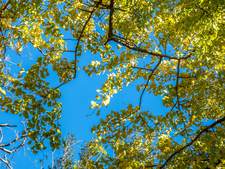 Green leaves on tree under sunlight blue skyの写真素材
