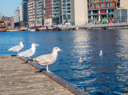 Sea gulls on bridge at pier in Amsterdam, Netherlands, under clear blue skyの写真素材