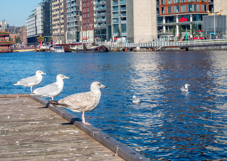 Sea gulls on bridge at pier in Amsterdam, Netherlands, under clear blue skyの写真素材