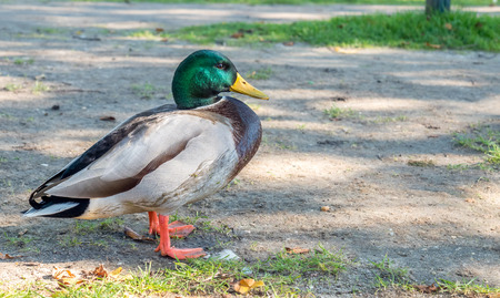Green head duck walk in outdoor fieldの写真素材