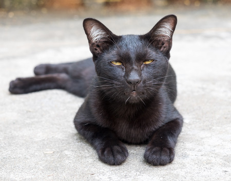 Lazy adult black cat lay on concrete outdoor floor under sunlight, selective focus on its eyeのeditorial素材