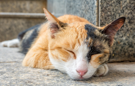 Brown and black color cat sleep on outdoor floor, selective focus on its eyeの写真素材