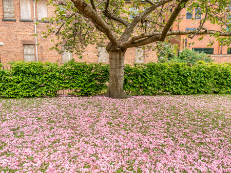 Pink pedal flowers on tree and green grass in outdoor parkの写真素材