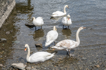White swans swim and walk at lake coastの写真素材