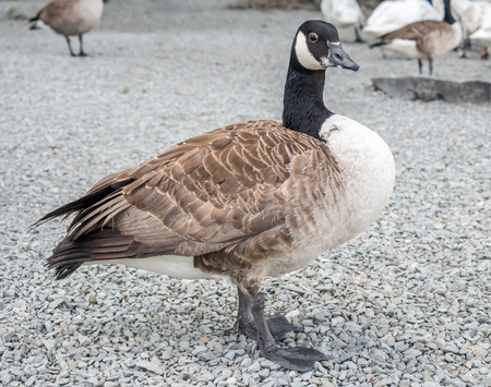 Grey feather duck at lake sideの写真素材