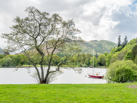 Green tree in outdoor park under cloudy blue skyの写真素材