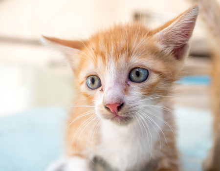 Little cute golden brown kitten with blue eyes in outdoor home backyard, selective focus on its eye