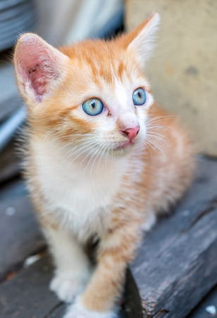 Little cute golden brown kitten with blue eyes in outdoor home backyard, selective focus on its eyeの写真素材