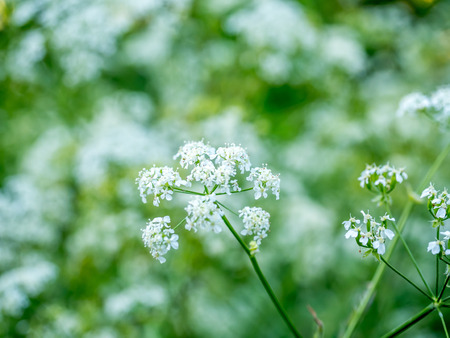 Little beautiful white flower on tree in outdoor park, selective focus on some pollensの写真素材