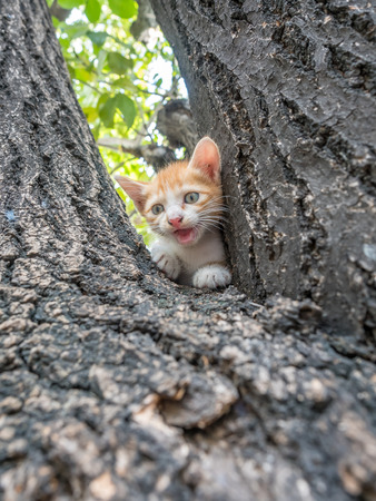 Little cute golden brown kitten climb up on outdoor large tree, selective focus on its eyeの写真素材