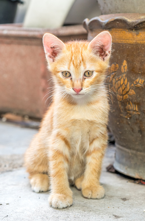 Small cute golden brown kitten sit on outdoor backyard concrete floor under natural light, selective focus on its eyeの写真素材