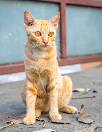 Adult golden brown cat sit on outdoor concrete floor, selective focus on its eyeの写真素材