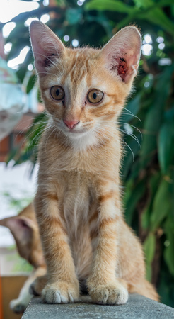 Little cute golden brown kitten lay comfort in backyard outdoor corridor, selective focus at its eyeの写真素材