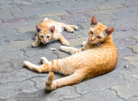 Little cute kitten and mother golden brown cat lay comfort on outdoor concrete floor, selective...