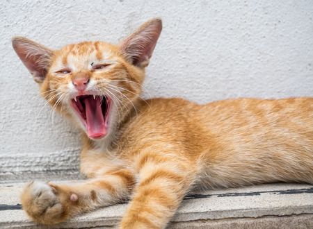 Little cute golden brown kitten is yawning in relax position in outdoor backyard garden, selective focus at its eyeの写真素材