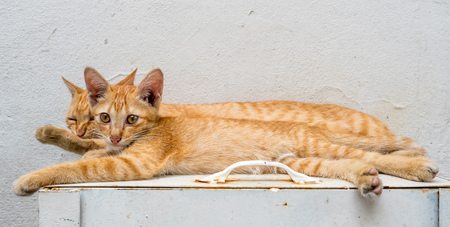 Little cute golden brown kitten live with its mother cat relax in outdoor backyard, selective focus at its eyeの写真素材