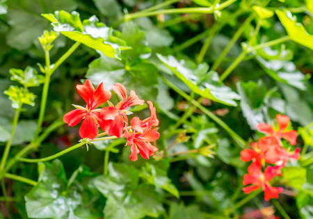 Orange red flowers with green leaves background, selective focus at its pedals