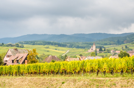 Viticulture (grape field agriculture) with green grape at road side in Riquewihr, France, under cloudy rain skyの写真素材