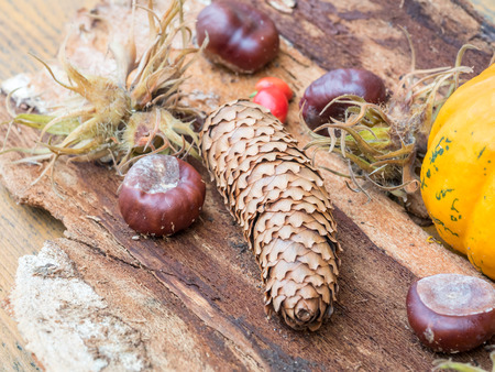 Pine cones and small pumpkin in outdoor lighting on wooden tableの写真素材