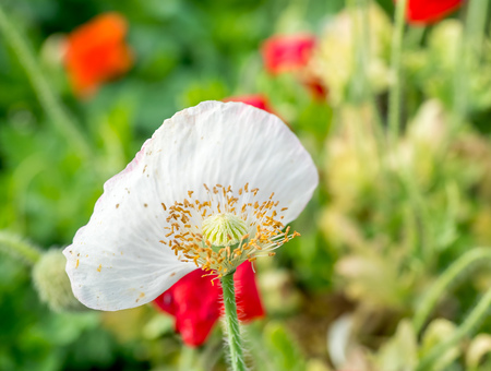 Beautiful poppy flower in outdoor gardenの写真素材