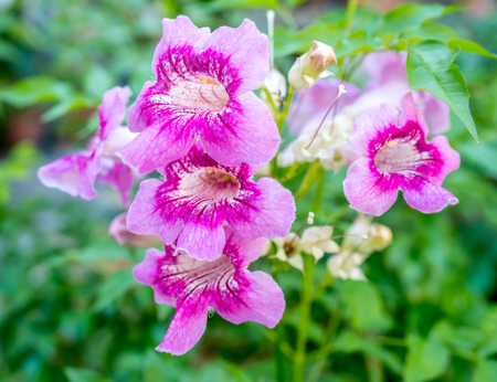 Purple pink flowers in gardenの写真素材