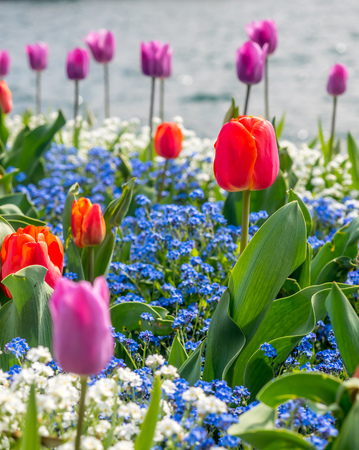 Colorful tulips in outdoor garden around Lake Lugano in Switzerland, selective focus at one flower pedelの写真素材