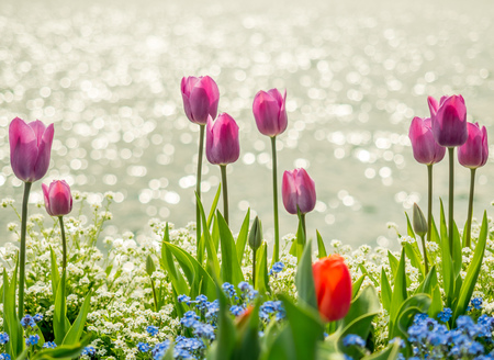 Colorful tulips in outdoor garden around Lake Lugano in Switzerland, selective focus at one flower pedelの写真素材