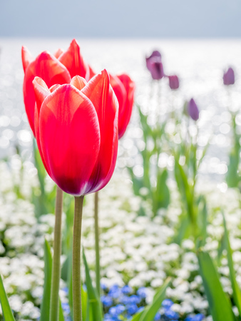 Colorful tulips in outdoor garden around Lake Lugano in Switzerland, selective focus at one flower pedelの写真素材