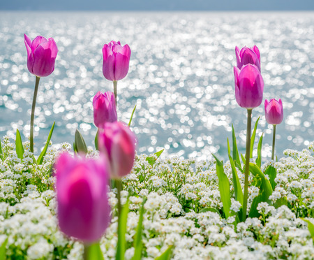 Colorful tulips in outdoor garden around Lake Lugano in Switzerland, selective focus at one flower pedelの写真素材