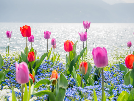 Colorful tulips in outdoor garden around Lake Lugano in Switzerland, selective focus at one flower pedelの写真素材