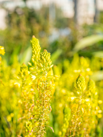 Yellow pollens flowers in summer timeの写真素材