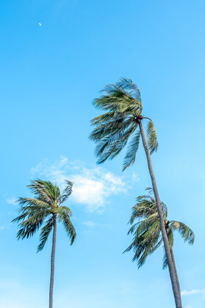Coconut trees in natural view under cloudy blue skyの写真素材