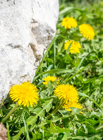 Colorful flowers in spring season in Chichilianne town, countryside of France, under clear blue skyの写真素材