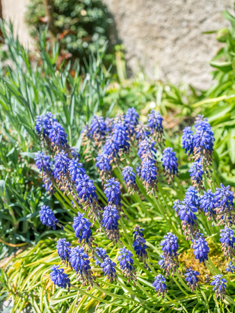 Colorful flowers in spring season in Chichilianne town, countryside of France, under clear blue skyの写真素材