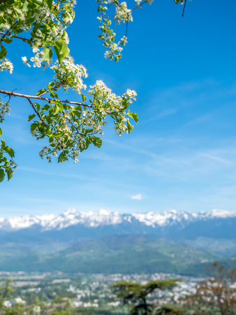 Flowers and tree on hill with mountains and cityscape view in Grenoble city, Franceの写真素材