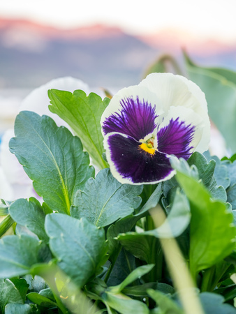 Beautiful colorful flowers in outdoor garden in evening time in Franceの写真素材