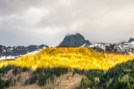 Forest and plants on mountains near Mont Blanc peak, view from Chamonix Mont Blanc town under cloudy sky in spring seasonの写真素材