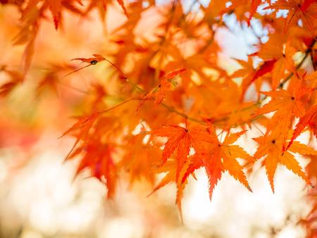 Colorful leaves on tree in autumn season in Japan