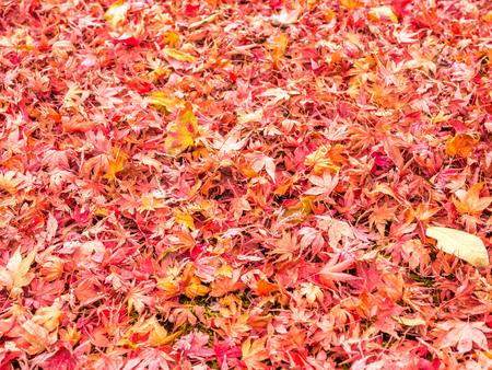 Colorful leaves on tree in autumn season in Japanの写真素材