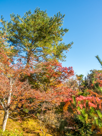 Colorful leaves on tree in autumn season in Japanの写真素材