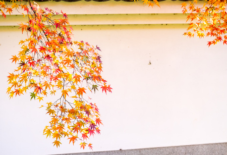 Colorful leaves on tree in autumn season in Japanの写真素材