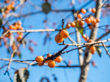 Colorful leaves on tree in autumn season in Japanの写真素材