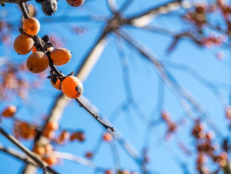 Colorful leaves on tree in autumn season in Japan