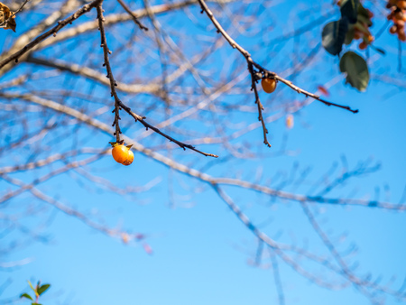 Colorful leaves on tree in autumn season in Japanの写真素材
