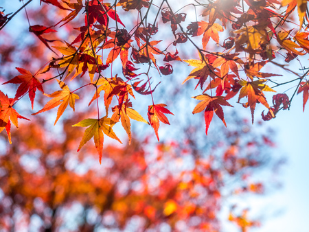 Colorful leaves on tree in autumn season in Japanの写真素材